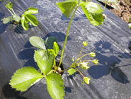 Nakon oplodnje - plod veličine 2-3cm
