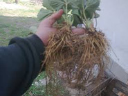 Nakon berbe za kondiciju živica