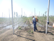 Folijarno (5l/ha uz utrošak vode od 300-400 litara, više puta u toku vegetacije).