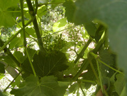 Intezivan porast bobice sa 5 l/ha
