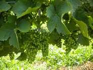Faza zatvaranja grozda sa 5l/ha
